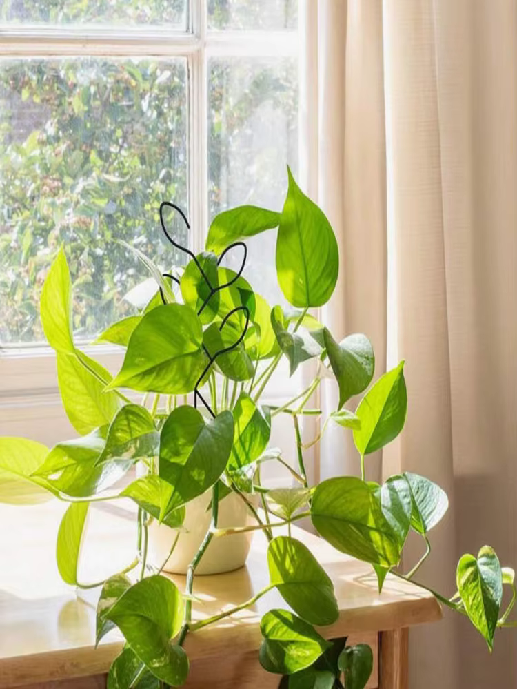 1 support créatif pour plantes en pot d'extérieur, treillis pour plantes grimpantes, support de fleurs, accessoire de jardin