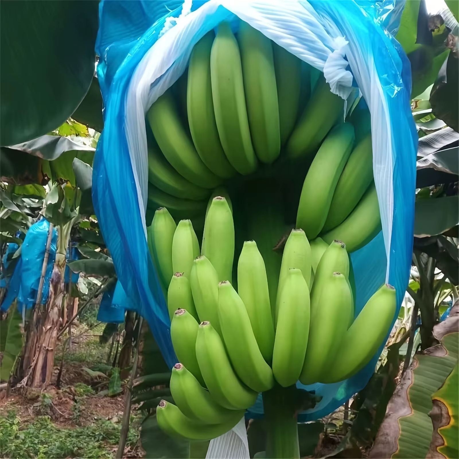 5 pièces banane sac de culture filet barrière banane Ripen sac réutilisable produire protection sac étanche à la pluie fruits résistant à la pluie bananes hiver