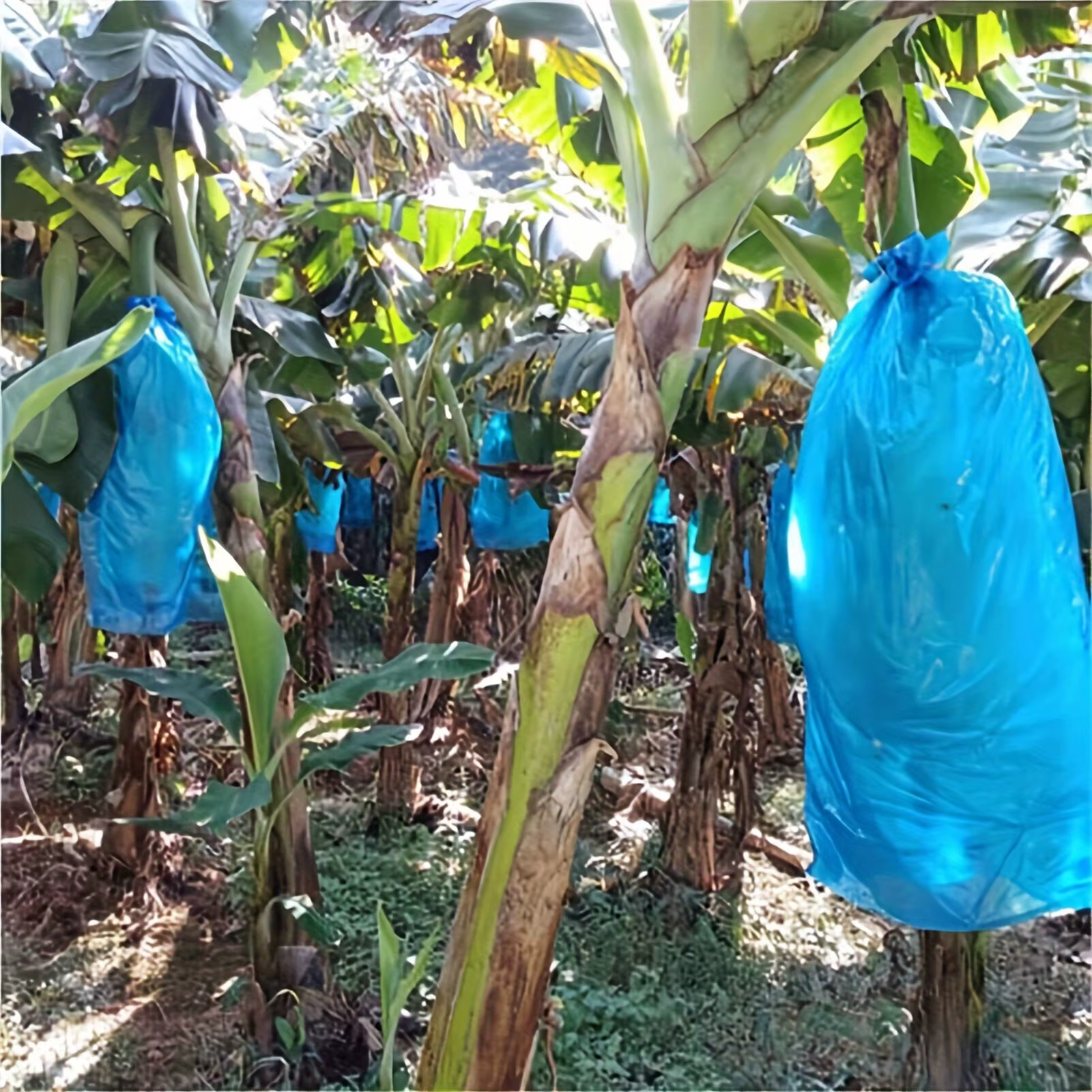 5 pièces banane sac de culture filet barrière banane Ripen sac réutilisable produire protection sac étanche à la pluie fruits résistant à la pluie bananes hiver